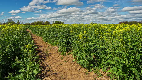 Zeitraffer-Im-Niedrigen-Winkel-Des-Rapsölfelds-An-Einem-Sonnigen-Tag-Mit-Stimmungsvollen-Wolken