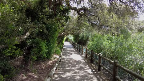 empty wooden walkway at the boulders beach in simon's town, cape town, south africa