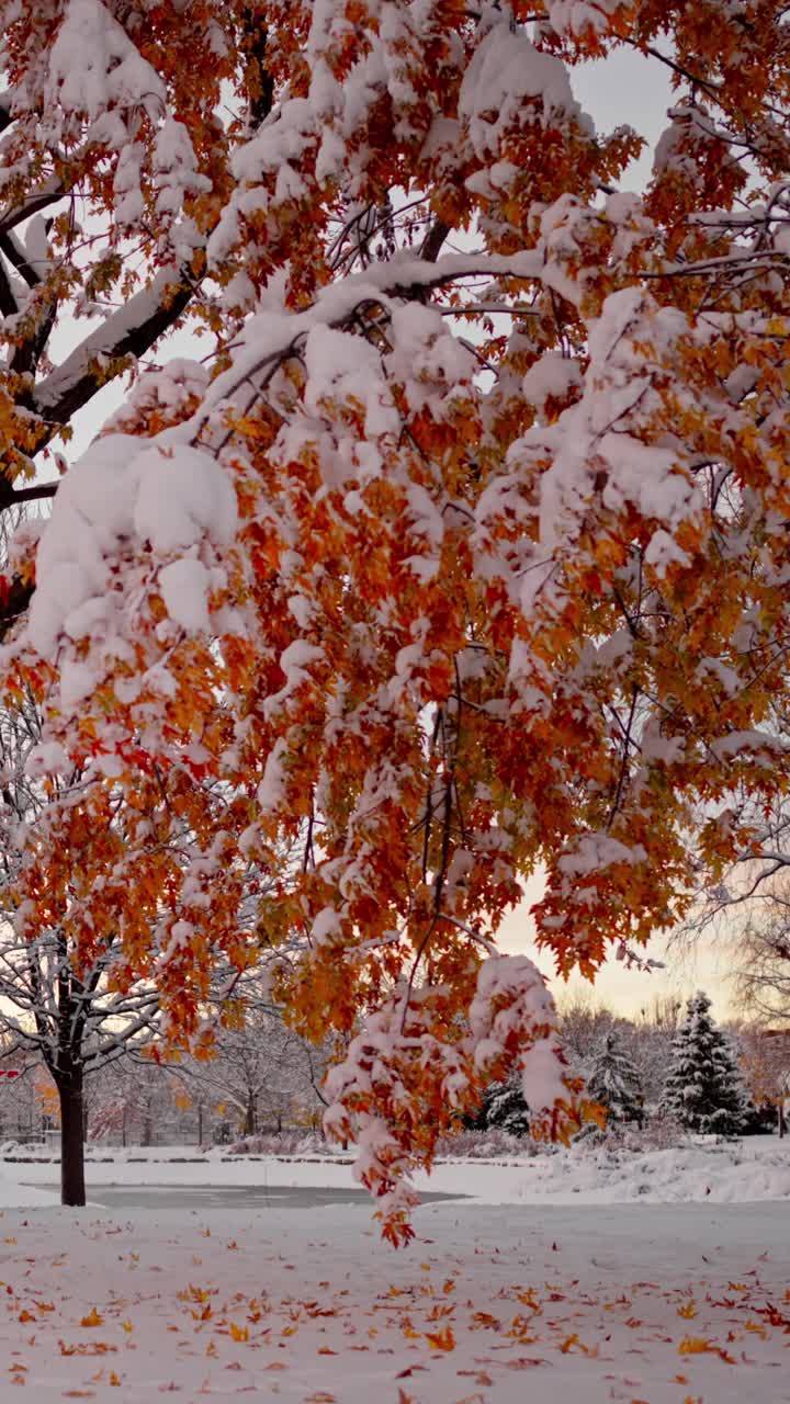Vertical 4K dolly left shot of bright orange autumn leaves covered in fresh early snow in a quiet park, showing a vivid seasonal transition and weather contrast
