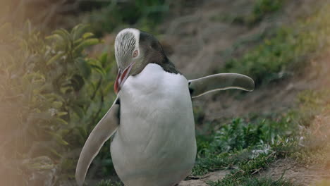 Ein-Gelbaugenpinguin-Steht-Bei-Sonnenuntergang-Am-Ufer-Des-Leuchtturms-Katiki-Point,-Moeraki,-Neuseeland-–-Statische-Aufnahme