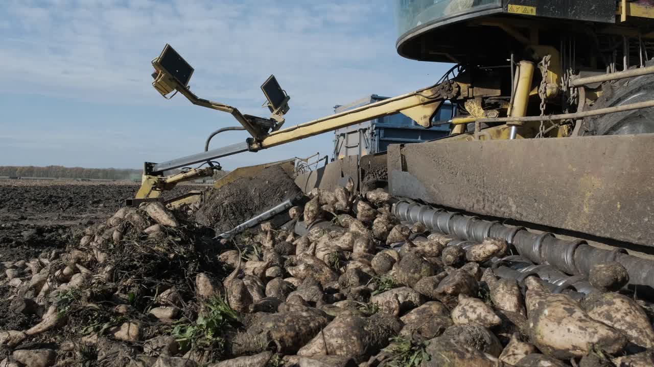montones de remolacha azucarera en el campo. máquina autopropulsada para limpiar y cargar remolacha azucarera desde la pinza en el borde del campo a un camión en la carretera. ropa