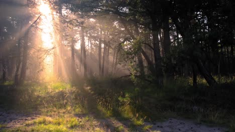 Goldgelbe-Morgenwaldsonnenstrahlen-Durch-Bäume