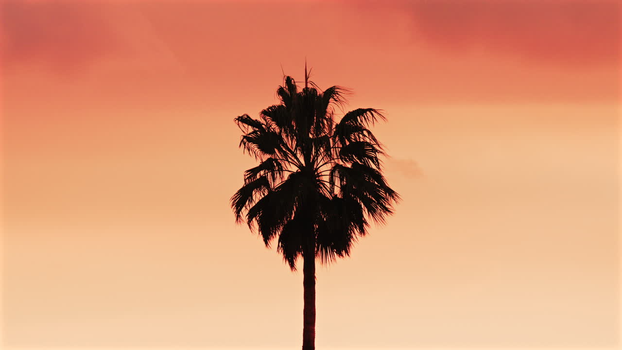 Single palm tree silhouette stands against a dramatic orange sunset sky