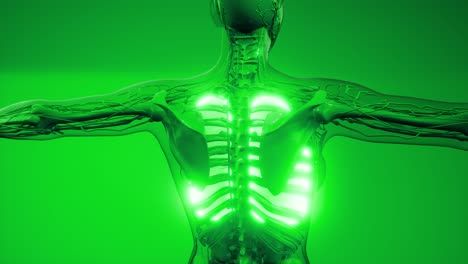 examen radiológico de los pulmones humanos