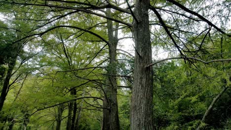 Wunderschöne-Aufnahme,-Die-Sich-Um-Den-Stamm-Eines-Baumes-In-Einem-üppigen-Und-Grünen-Wald-Dreht,-Drohnenaufnahmen