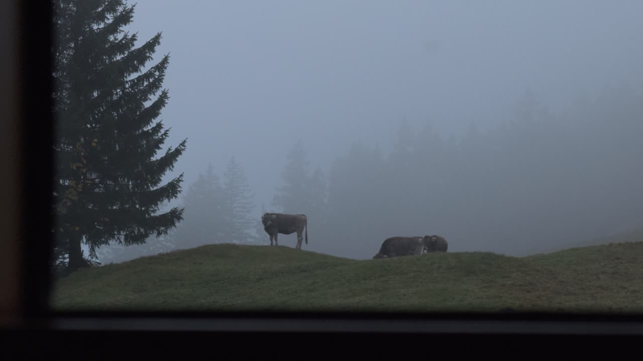 A foggy morning view shows cows standing and grazing on a grassy hill, framed by a window. Mist covers the trees in the background, creating a calm rural and atmospheric scene