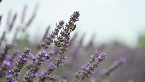 campo de lavanda con abejas