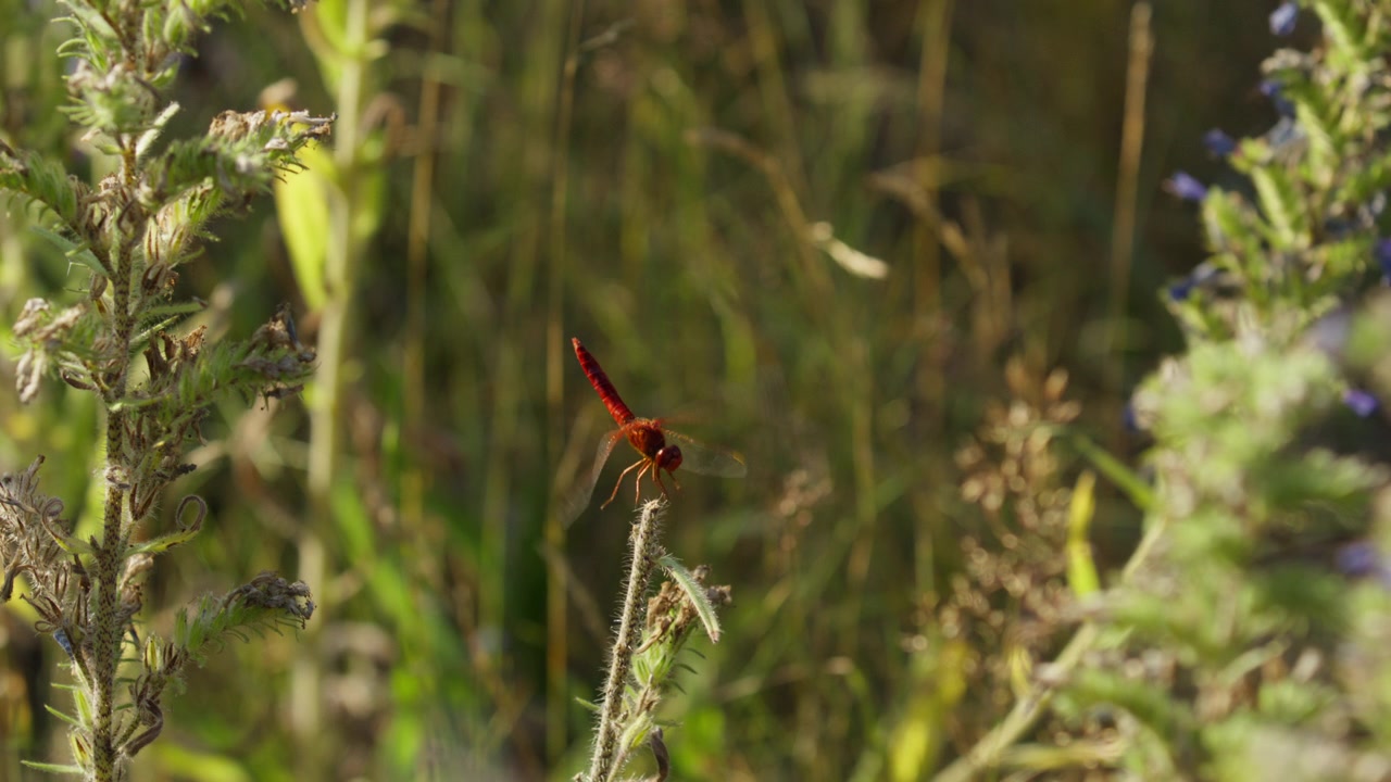 Libellula scarlatta si posa sul gambo di una Viperina rotta, al rallentatore.
