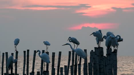 The-Great-Egret,-also-known-as-the-Common-Egret-or-the-Large-Egret