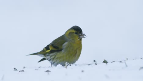 Eurasischer-Zeisig-Im-Winterfutterhäuschen-Für-Vögel,-Das-Sonnenblumenkerne-Isst