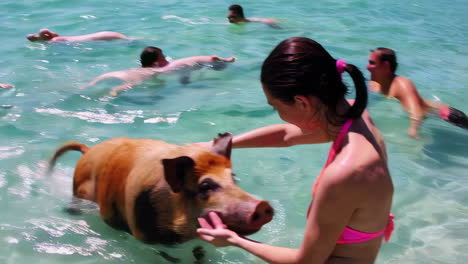 swimming with pigs at pig beach, bahamas