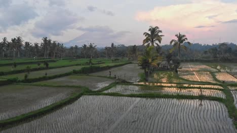 flying over bali ricefields and reveals of the volcanos at the background