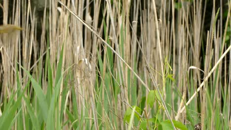 Kleiner-Gelber-Vogel,-Der-Auf-Einem-Ast-Zwischen-Dem-Schilf-Sitzt,-Schaut-Und-Fliegt-Weg