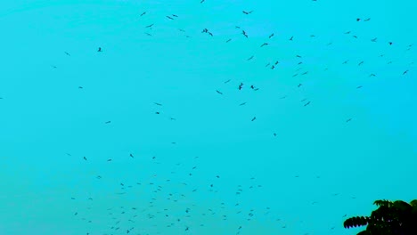 murmuration of birds circling in the sky