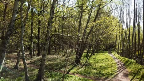 Cinematic-shot-of-green-trees-in-a-park