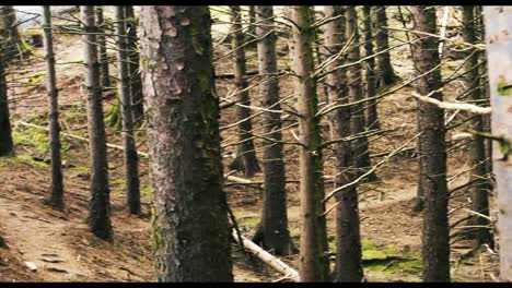 Ciclista-De-Montaña-Montando-Bicicleta-En-El-Bosque