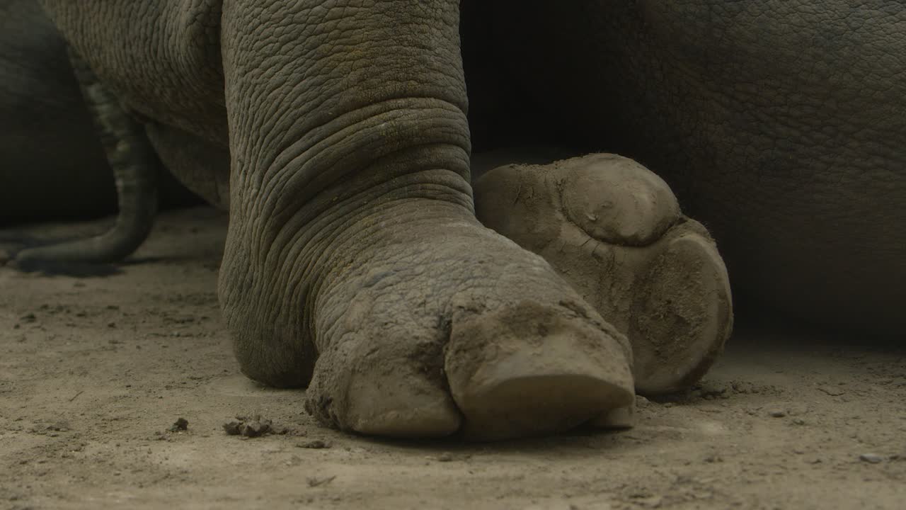 patas de rinoceronte blanco de ancho mediano
