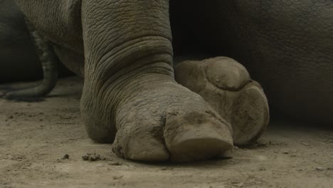 white-rhinoceros-feet-medium-wide