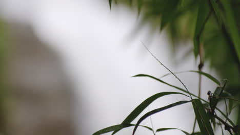 closeup of green bamboo leaves with bokeh waterfalls backdrop at tropical forest