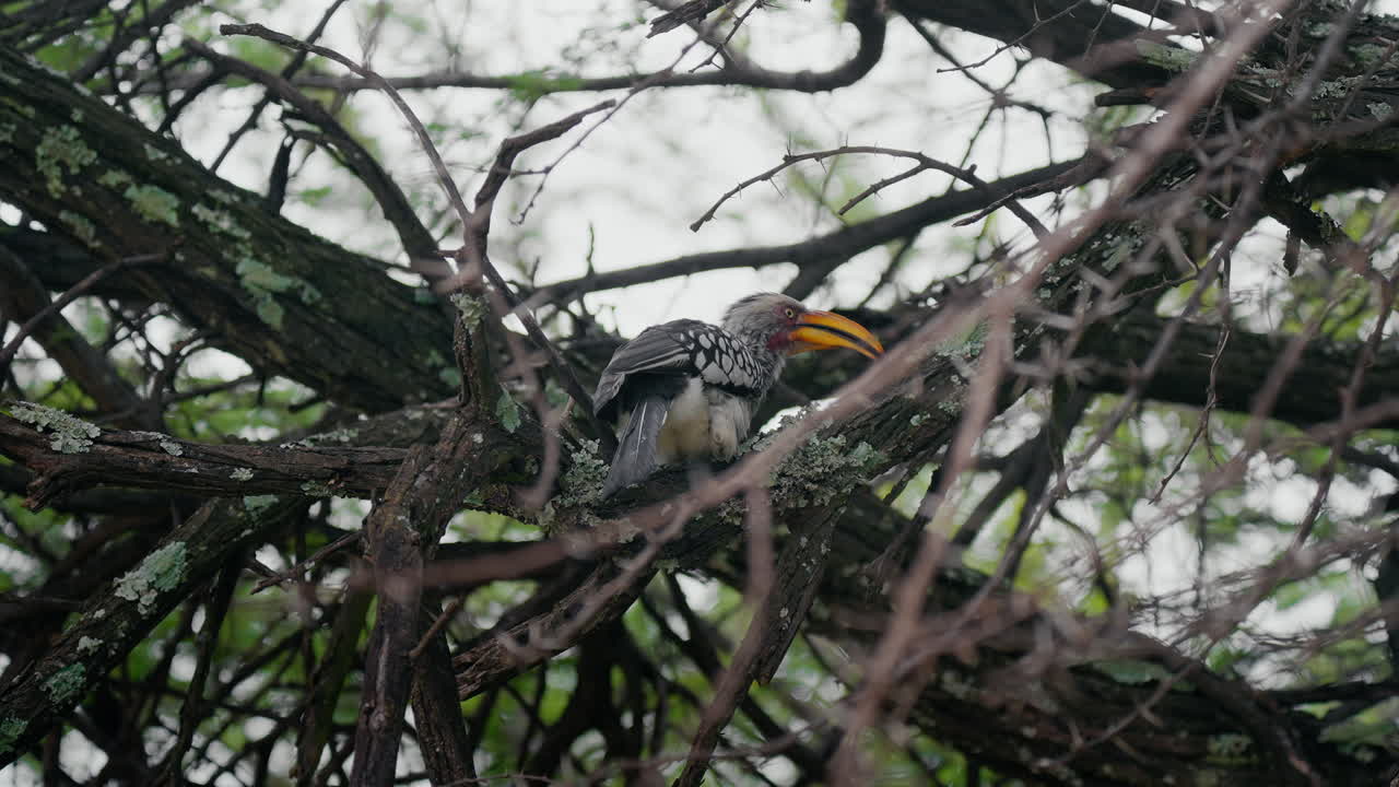 Hornbill Perched in a Tree