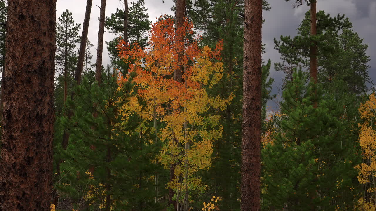 Autumn Coloration On The Trees In The Forest With Coniferous On A Windy Day. - zoom in shot