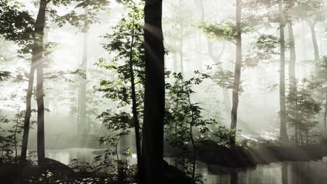 rays-of-sunlight-falling-into-a-misty-forest