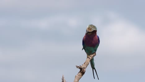 Colorful-beautiful-bird,-Lilac-Breasted-Roller-sits-on-blue-sky-branch