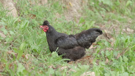 cría de gallos de pollo gallo negro en el campo rural