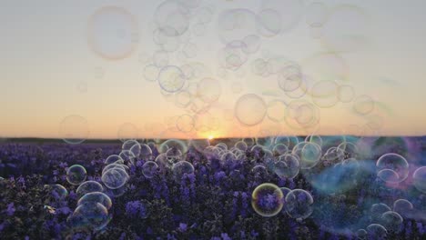 soap bubbles fly and touch lavender flowers in large lavender field at sunset in summer slow motion. bright background multicolored bubbles smoothly fly in sky. childhood, freedom. dreams. relax