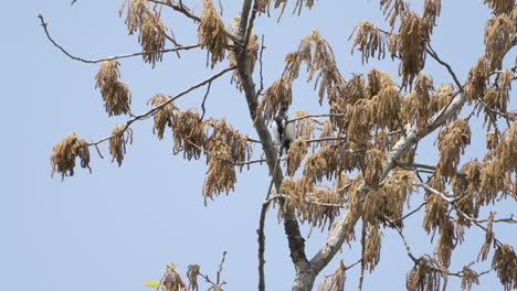 Japanese-Tit-Perching-On-Tree-Branch-Against-Clear-Sky