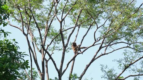 lar gibbon, hylobates lar, female