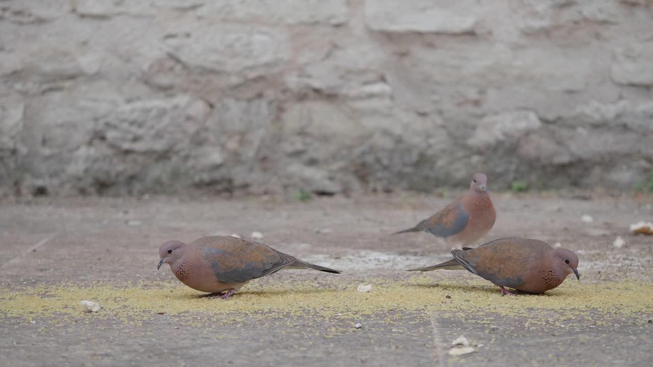 Tre Colombe che Beccano Semi per Uccelli a Terra Accanto a un Muro di Pietra