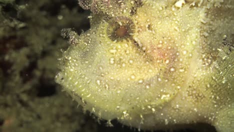 leaf-fish-close-up-on-the-face