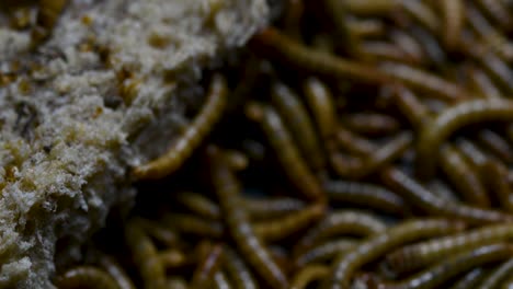 The-Mealworm-is-a-species-of-Darkling-Beetle-used-to-feed-pets-like-fish,-snakes,-birds,-and-frogs