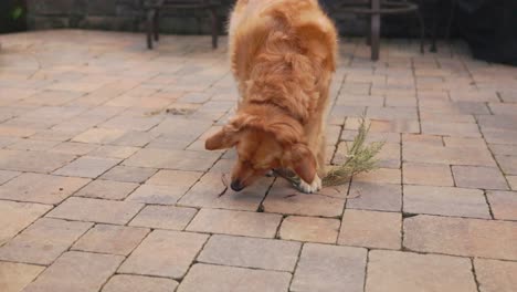 Nahaufnahme-Einer-Golden-Retriver-Hündin,-Die-Auf-Einem-Kleinen-Redwood-Zweig-Auf-Der-Carmel-Terrasse-Kaut