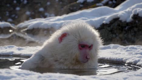 snow monkey in a hot spring