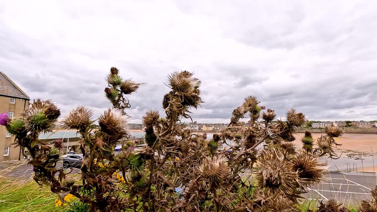 Dry thistle moving in the wind, coastal backdrop