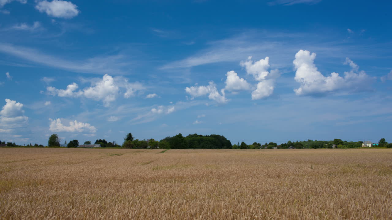 timelapse de la escena con el campo de trigo y las nubes en el cielo