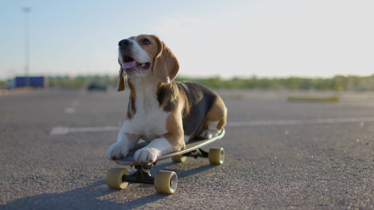 Cane beagle in posa per la fotocamera su uno skateboard. Video ritratto. Movimento lento.