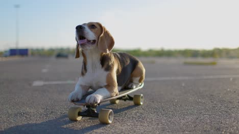 beagle dog poses for the camera on skateboard. portrait video. slow motion