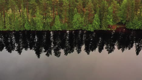 The-reflection-of-pine-trees-in-the-mirrored-surface-of-a-lake-near-Hedmark,-Norway