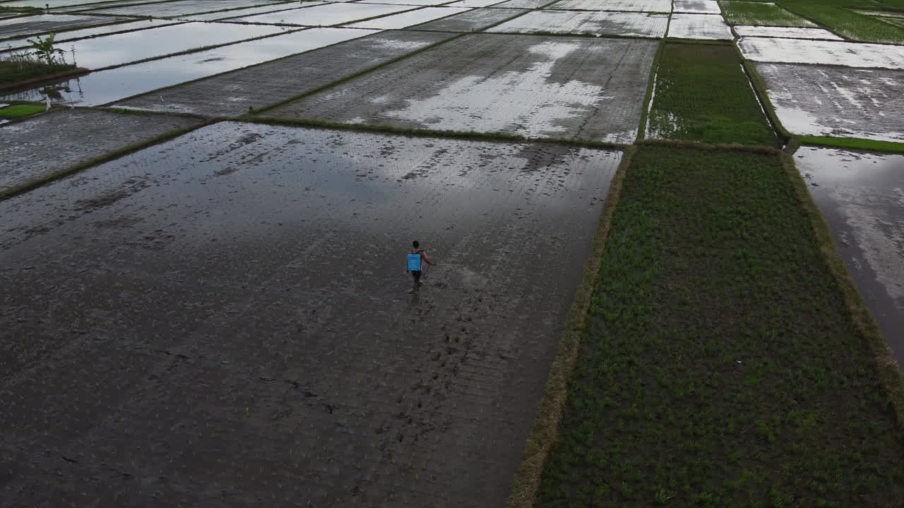 Farmer working in a rice paddy