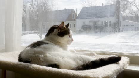 Cat-in-winter-window-on-cat-hamock