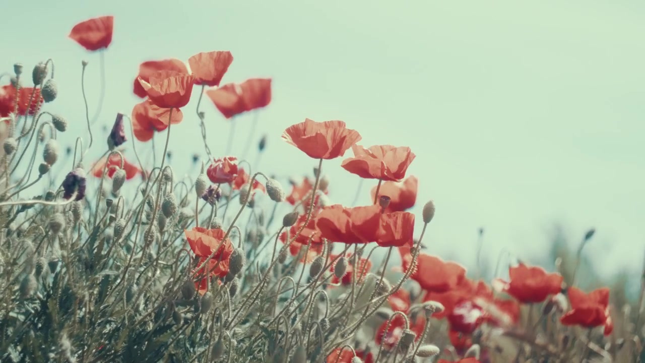 Horizontale Aufnahme aus niedriger Perspektive von roten Wildblumen, die sich in Zeitlupe vor einem strahlend blauen Himmel wiegen. Verträumte Vintage-Film-Ästhetik mit sanftem Sonnenlicht, perfekt für Sommer, Natur und Wellness