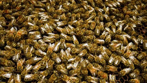honeybees on honeycomb