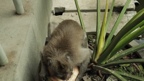 Gray-monkey-scrap-and-eat-coconut-meat-on-a-plant-pot