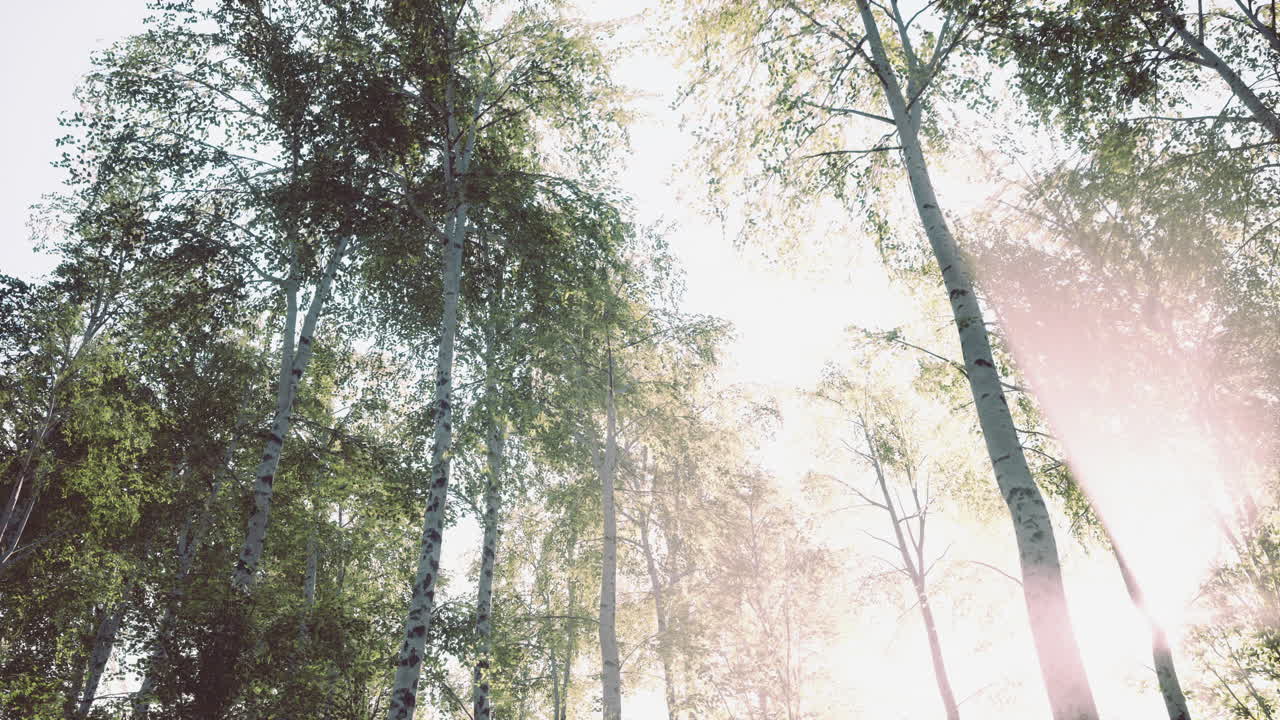 первые весенние зеленые в березовой роще