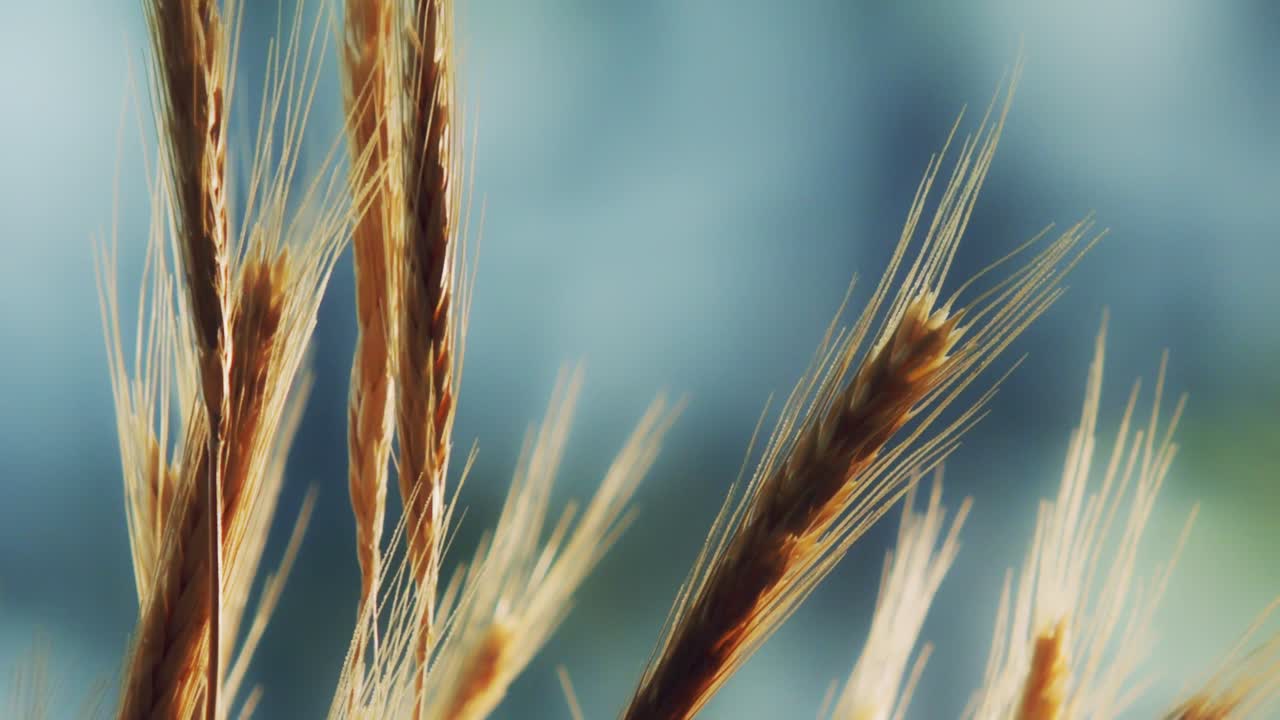 the spikes of golden wheat in the wind at harvest time
