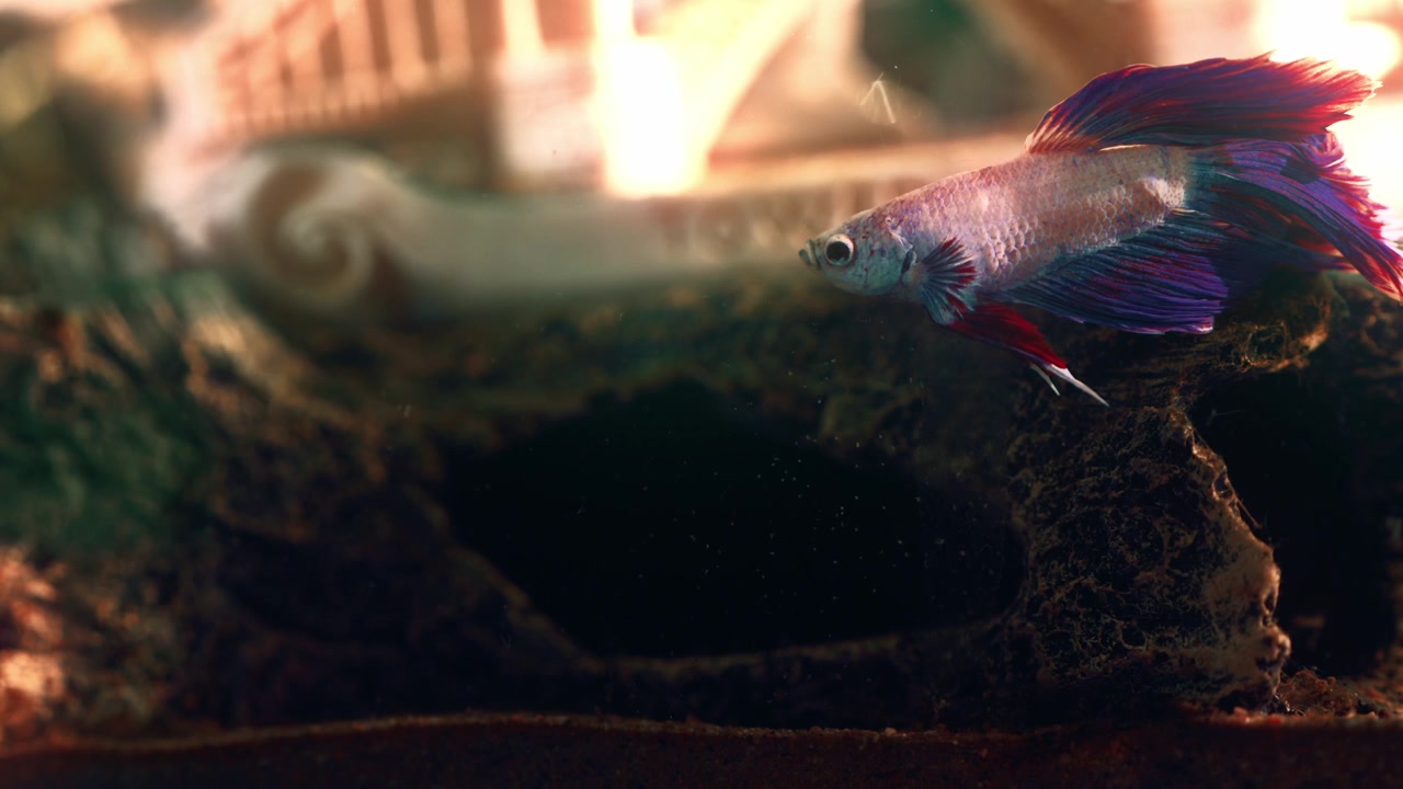 Un pesce Betta a riposo all'interno di un acquario