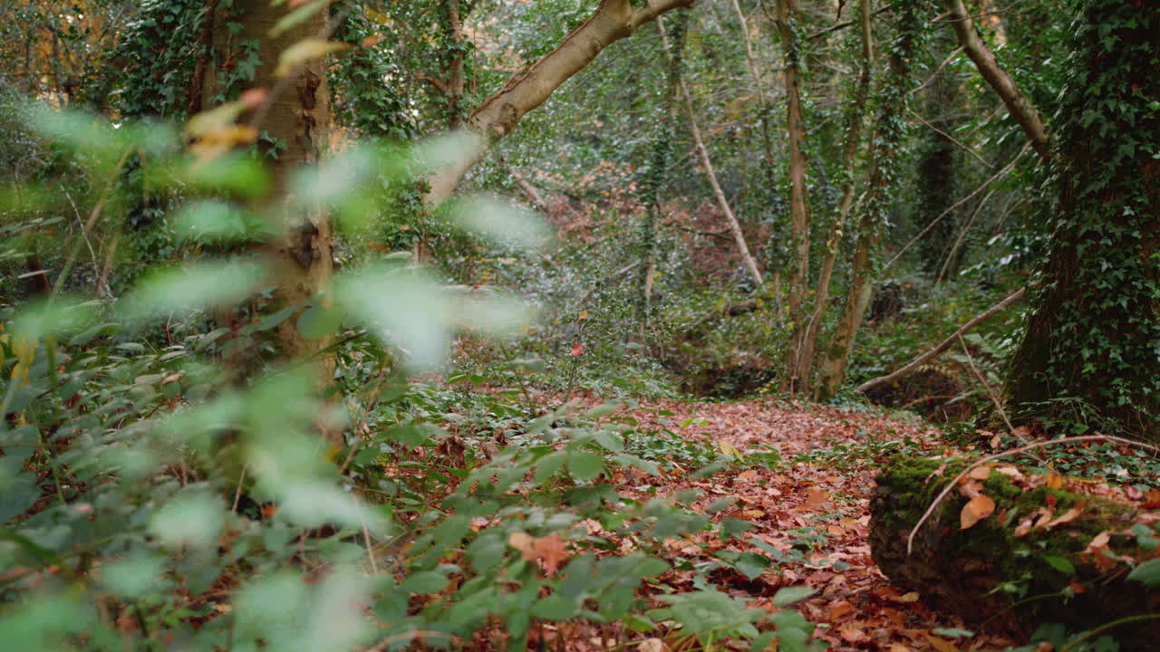 panorámica desde la rama hasta el otoño - limpieza de otoño